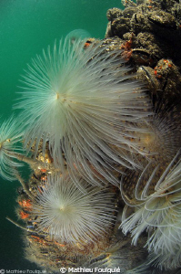 underwater fireworks by Mathieu Foulquié 